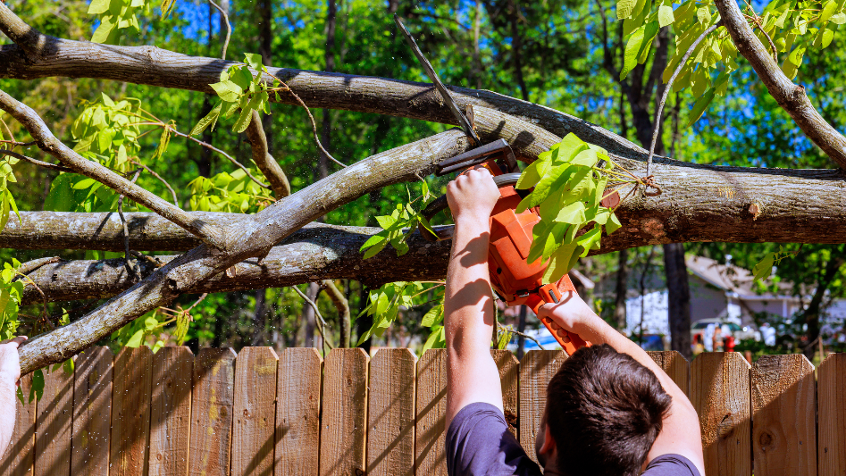Storm of comments followed a tree removal post in Pierce Co. What are ...