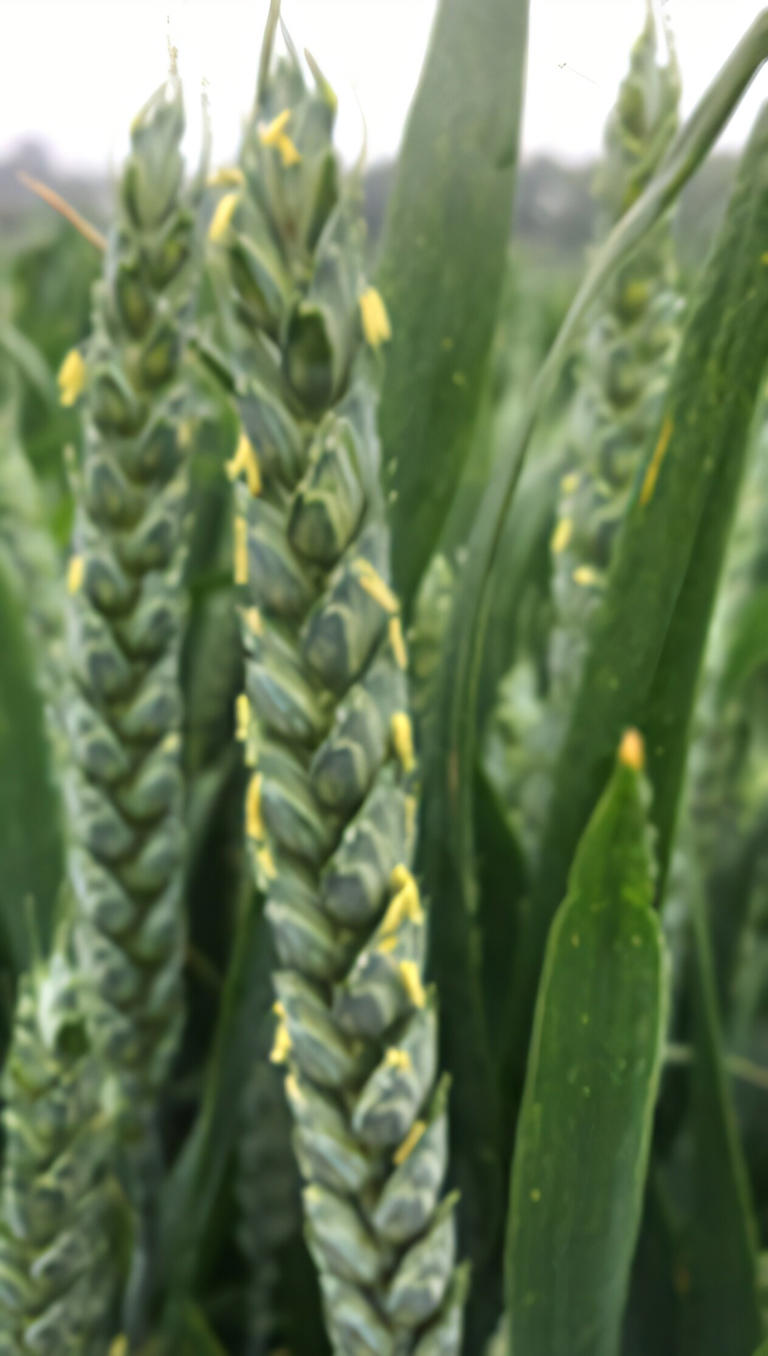 Review offers new ideas for improving photosynthesis in agricultural ...