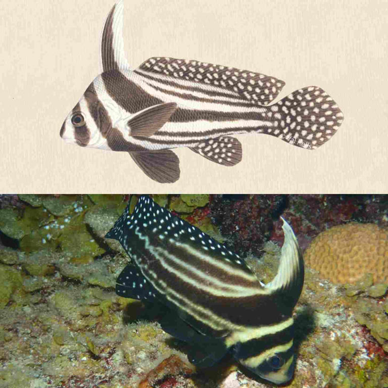 Cutting-edge underwater tech helps scientists ID 46 fish species by ...