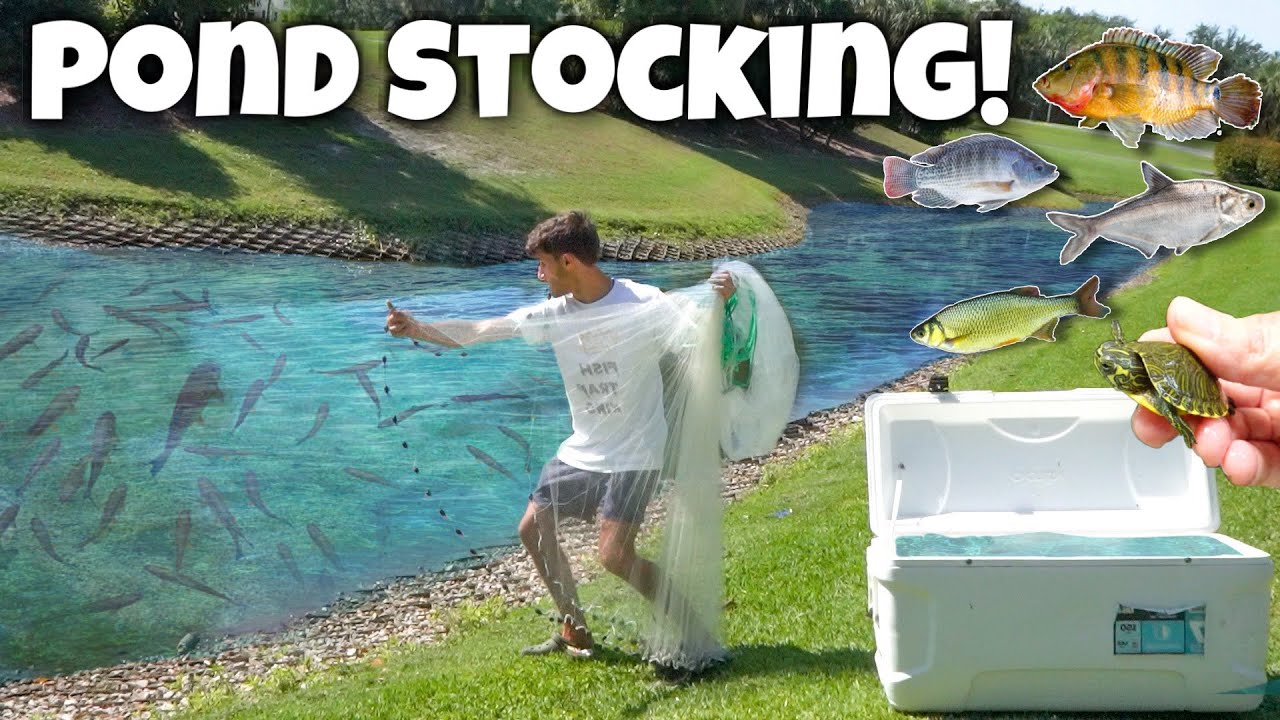 Stocking my pond with hundreds of new fish!
