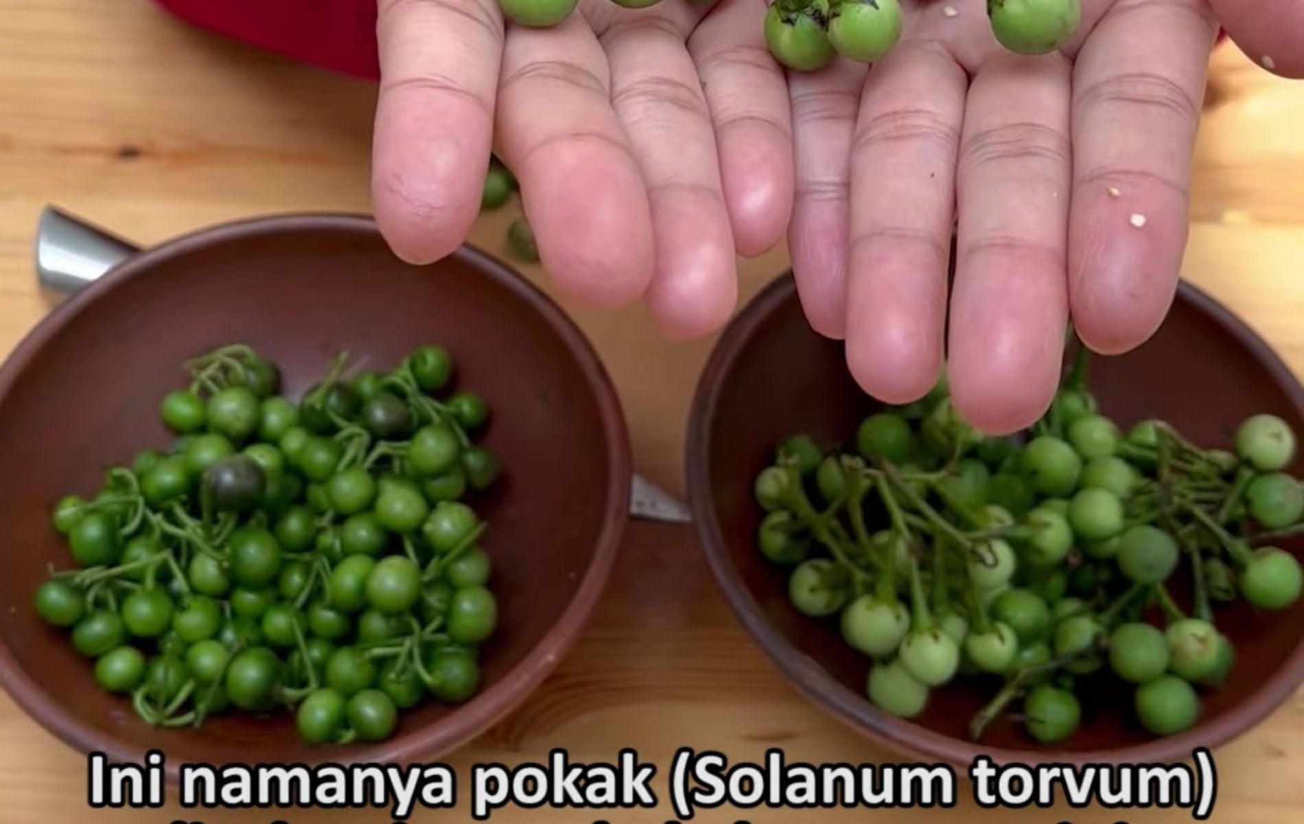 Leunca: Kunci Kesehatan dan Awet Muda