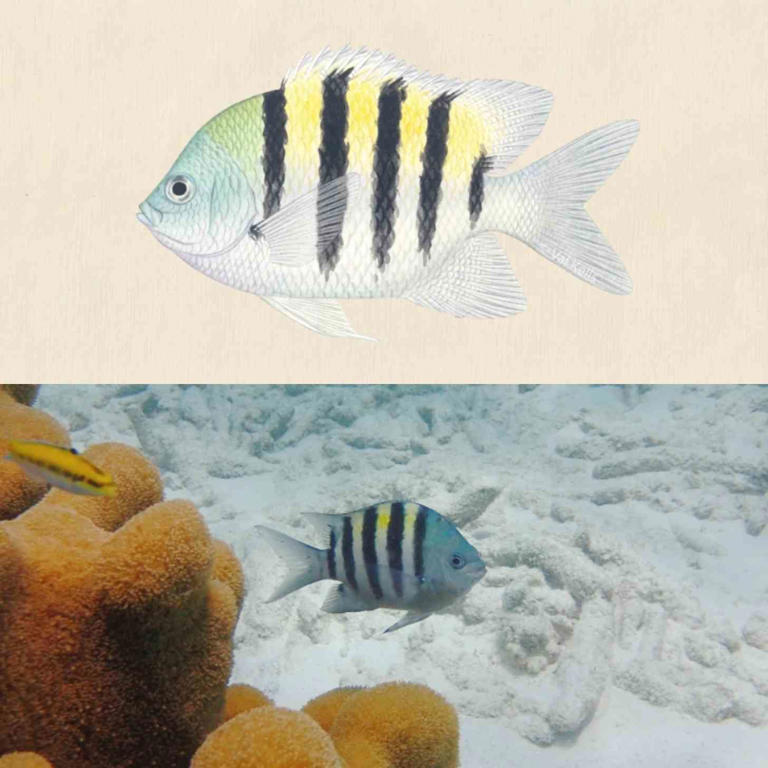 Cutting-edge underwater tech helps scientists ID 46 fish species by ...