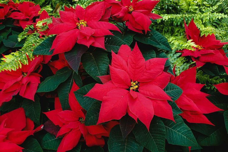 Tak Hanya Pohon Cemara, 7 Tanaman Hias Ini Jadi Pemanis Dekorasi Natal Rumahmu
