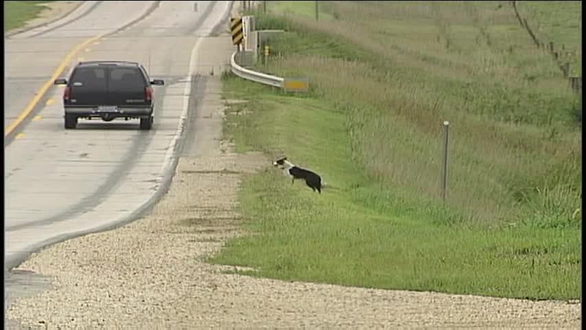 Retro KCCI: Meet the Iowa dog that herds traffic