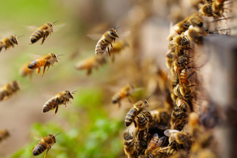 Nostradamus's terrifying predictions for 2026 include a swarm of bees ...