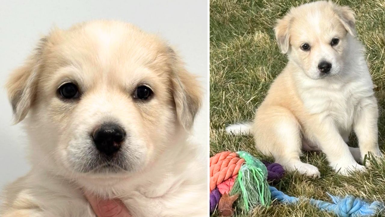 Very sweet tiny & local 8 lb puppy is looking for love
