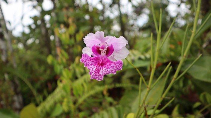 Menikmati Petualangan Lae Treup di Rawa Singkil
