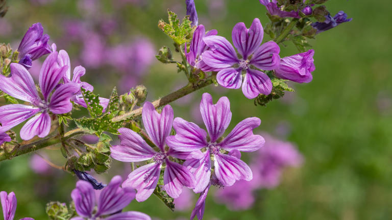 20 plants that look similar to hibiscus for a low-maintenance tropical vibe