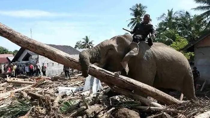 Foto Gajah Bersihkan Sisa Banjir Aceh, Haru Saat Belalainya Angkat Kayu 3 AA1RXngK