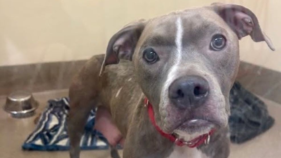 PETA, community offers $6K reward in case of dog found tied up inside ...