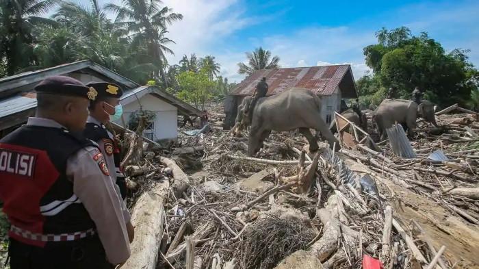 Foto Gajah Bersihkan Sisa Banjir Aceh, Haru Saat Belalainya Angkat Kayu 4 AA1RXwH4