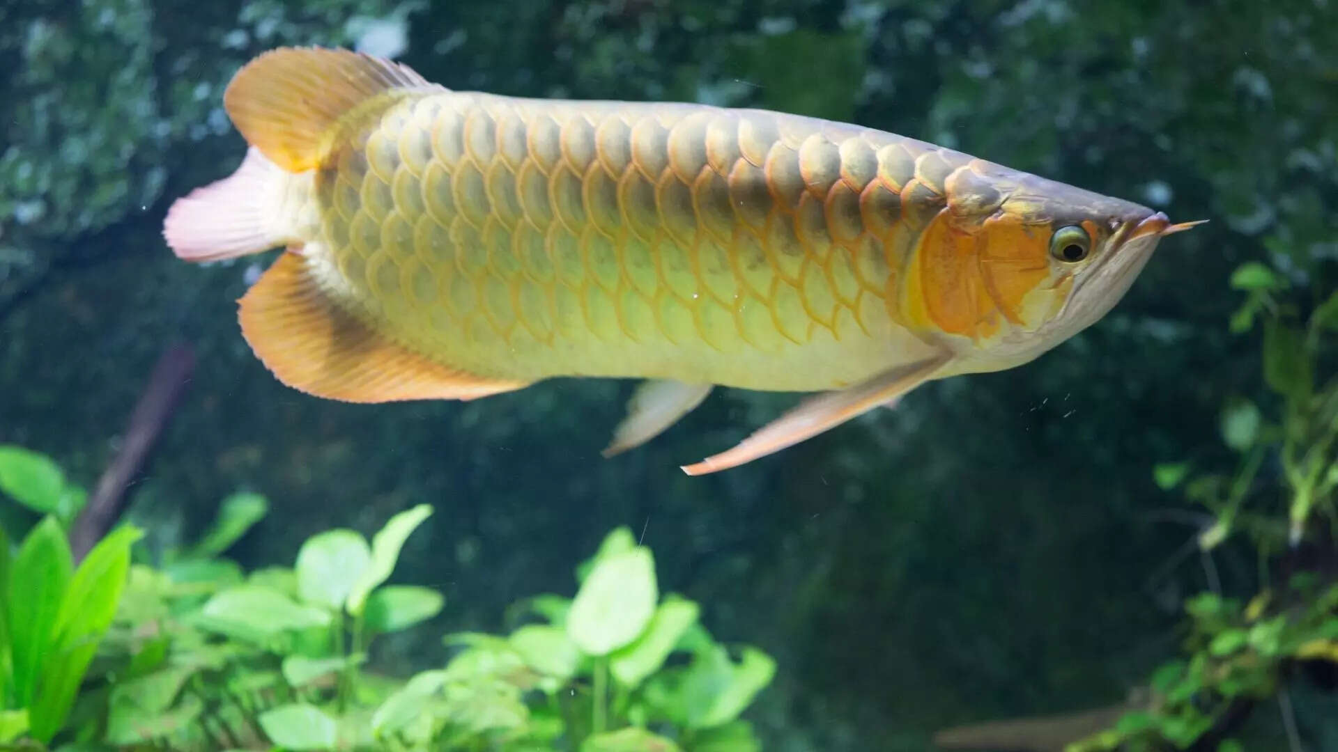 Cute now, big later: 6 freshwater fish that can take over your aquarium, image size:1920x1080