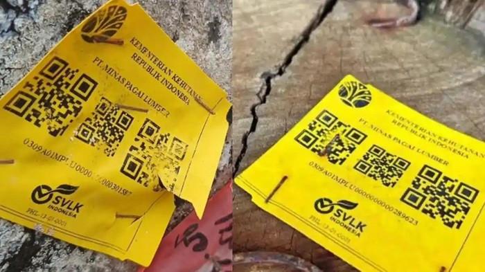 Misteri Kayu Bertanda SVLK di Pesisir Barat, Polisi Selidiki Dugaan Penebangan Liar