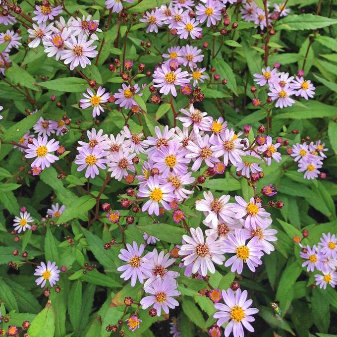 Summer Asters Gettyimages 1004385368