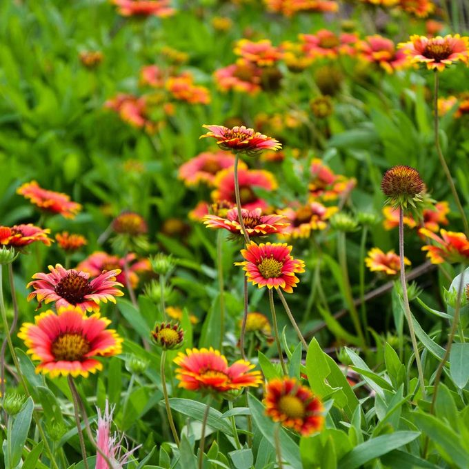Gaillardia Pulchella Blanketflower Gettyimages 1192492137