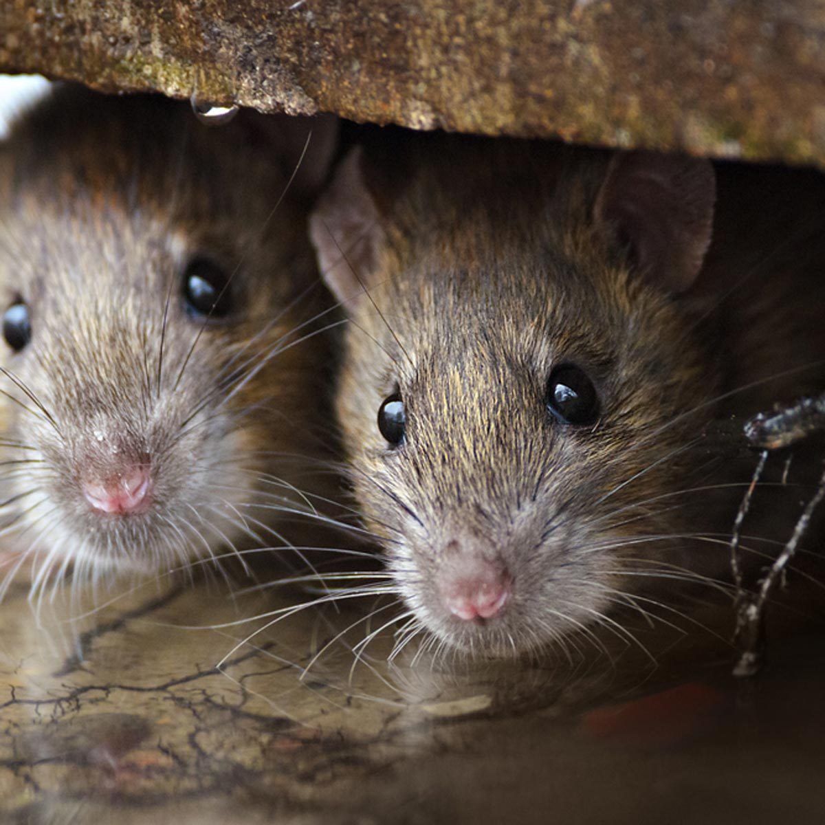 12 rat myths you need to stop believing