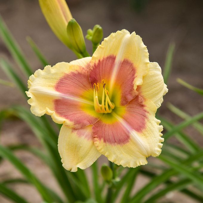 Daylily When My Sweetheart Returns Photo Credit To Walters Gardens Inc