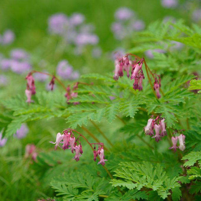 Eastern Bleeding Heart Gettyimages 697386155