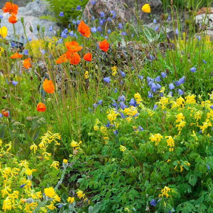 Wldflowers Gettyimages 942979956