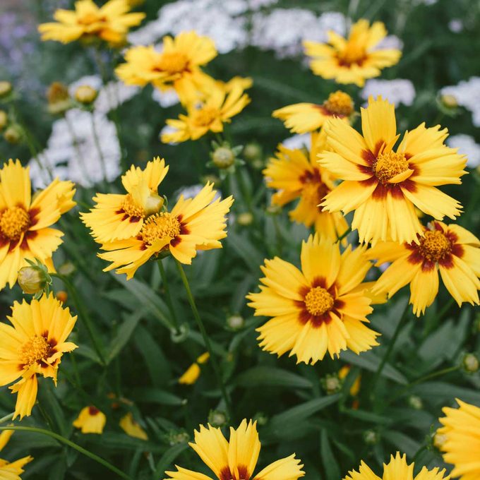 Tickseed Gettyimages 1157225704