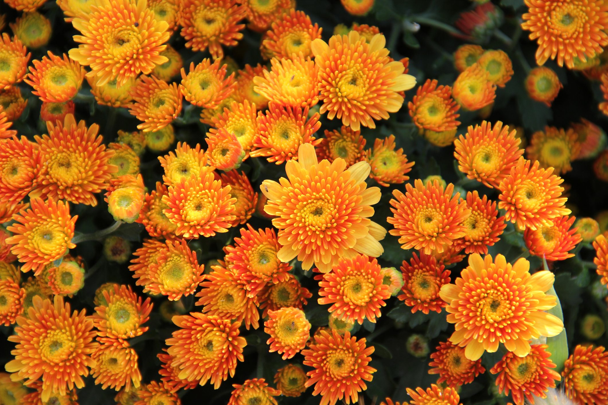 12-orange-flowers-to-grow-in-your-garden