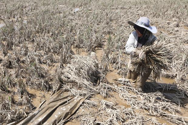 Sepertiga Sawah Terdampak Bencana, Aceh Gagal Panen Raya