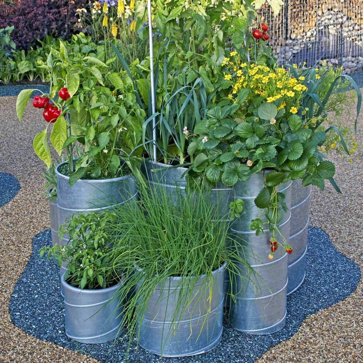 A dozen vegetables you can grow in pots