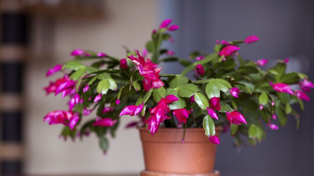 What your Christmas cactus actually needs in August for a spectacular holiday display