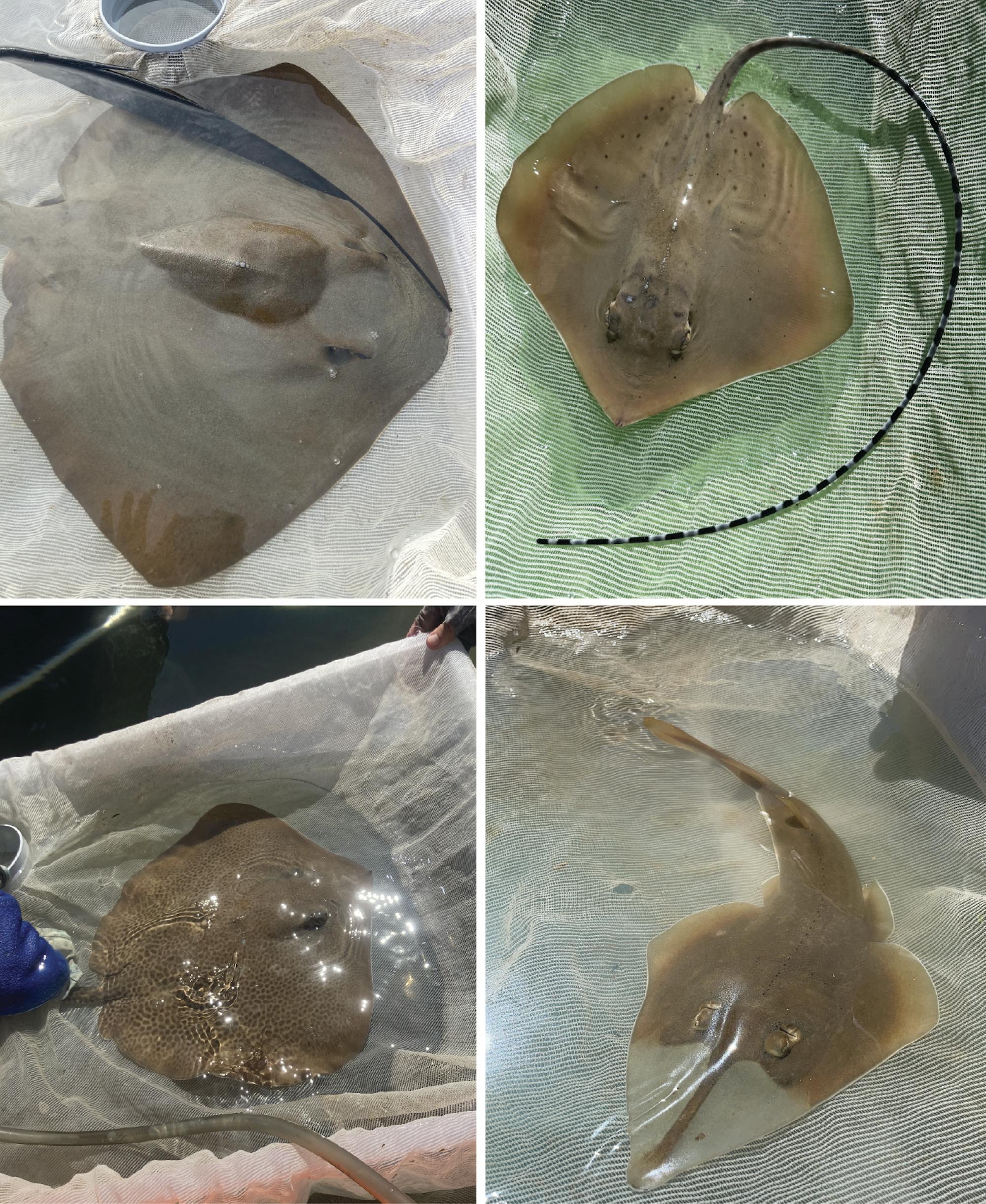 What do stingrays actually eat? New study reveals some only prefer a ...