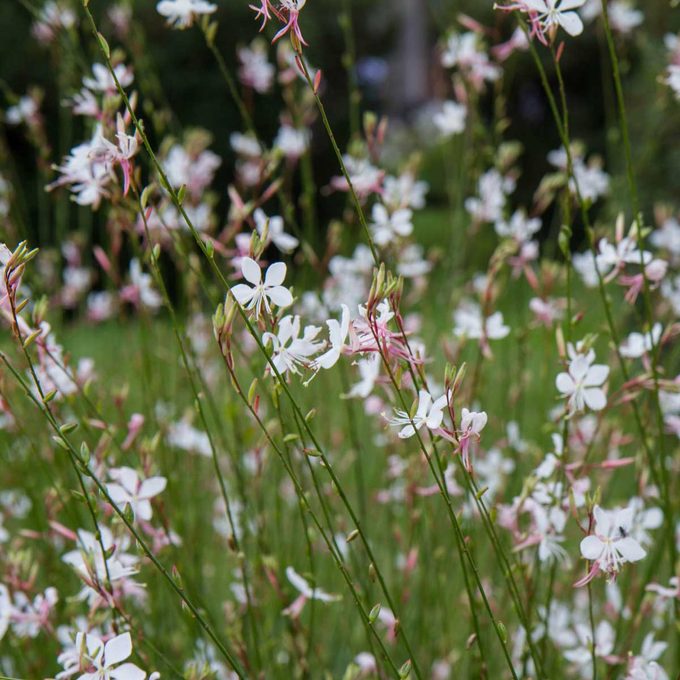 White Gaura Or Beeblossom Gettyimages 1221439247