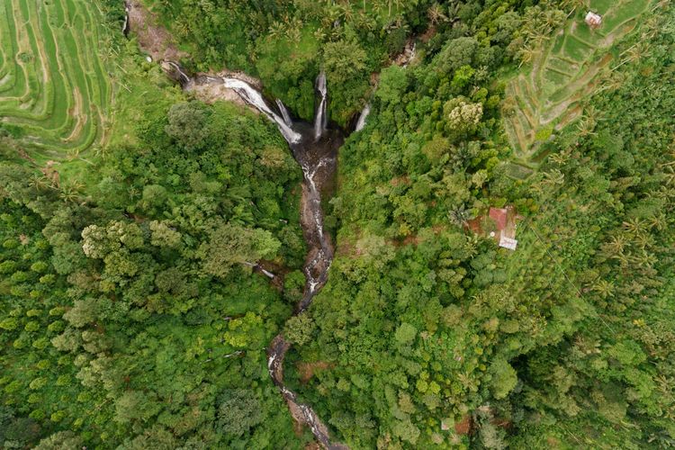 Pandawara dan Artis Rancang Ide Patungan Beli Hutan, Bisa Terwujud?
