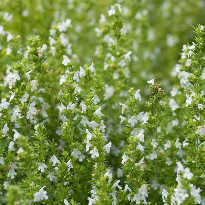 Healing Herbs Calamintha Nepeta Gettyimages 484825318