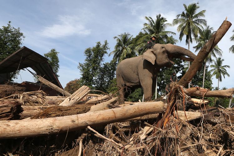 Gajah Kerja Pasca Banjir Sumatera: Apakah Etis? Para Ahli: Jangan Sampai Dieksploitasi