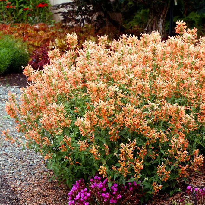 Anise Hyssop Poquito Orange Photo Credit To Terra Nova Nurseries