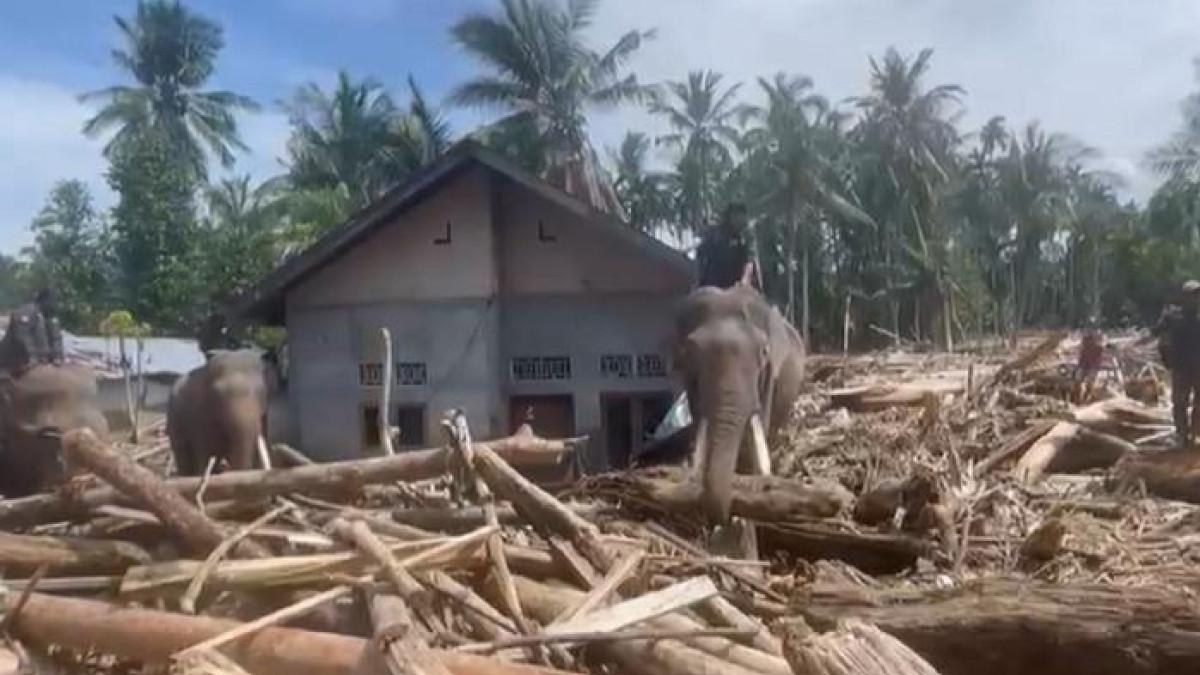 Gajah Bantu Bersihkan Kayu Usai Banjir, Netizen Haru di Pidie Jaya Aceh