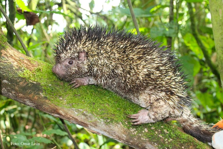 Peneliti Temukan Landak Pohon Baru di Hutan Kolombia