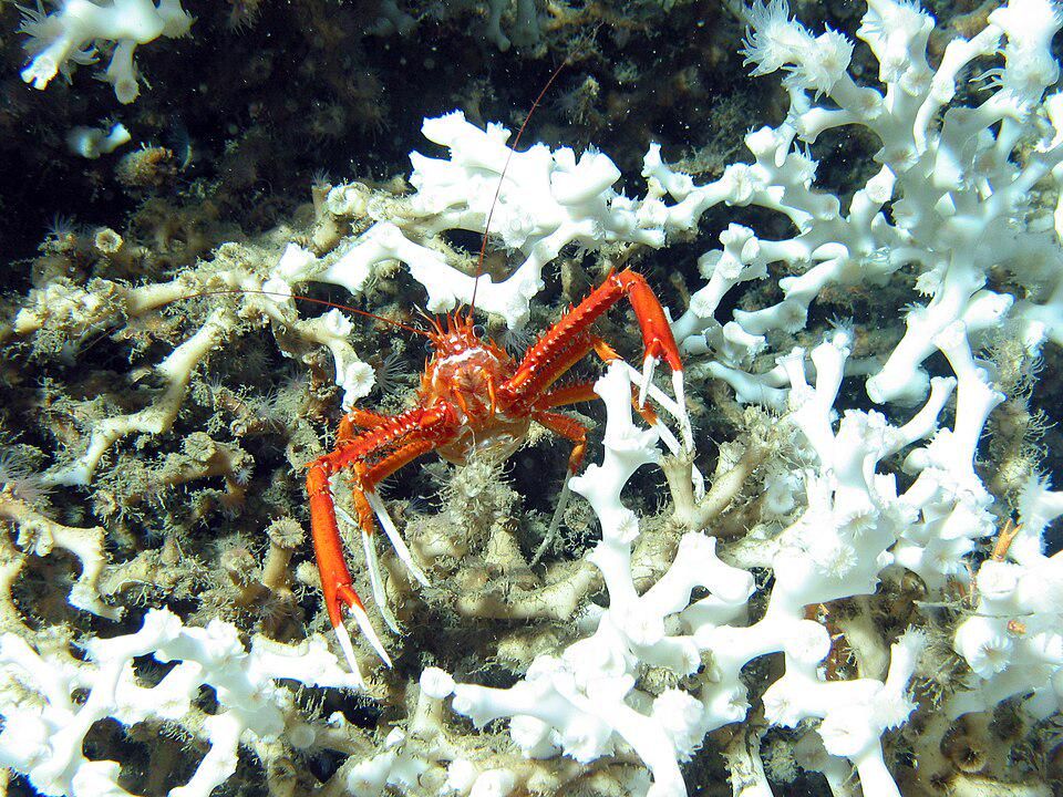 7 Fakta Menarik Keluarga Munididae, Lobster Dalam Lautan