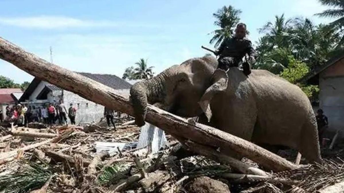 Gajah Bantu Bersihkan Banjir Aceh, Terlatih dari PLG Sare