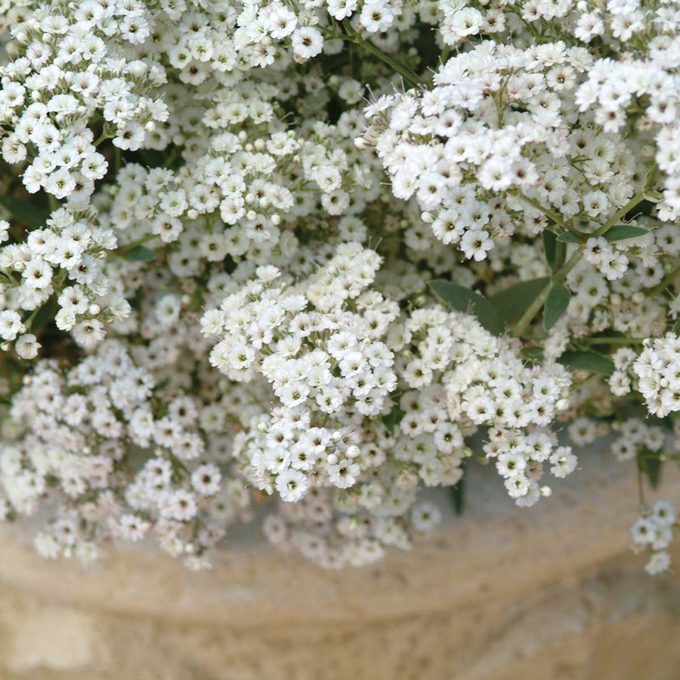 Baby S Breath Festival Star Photo Credit To Proven Winners