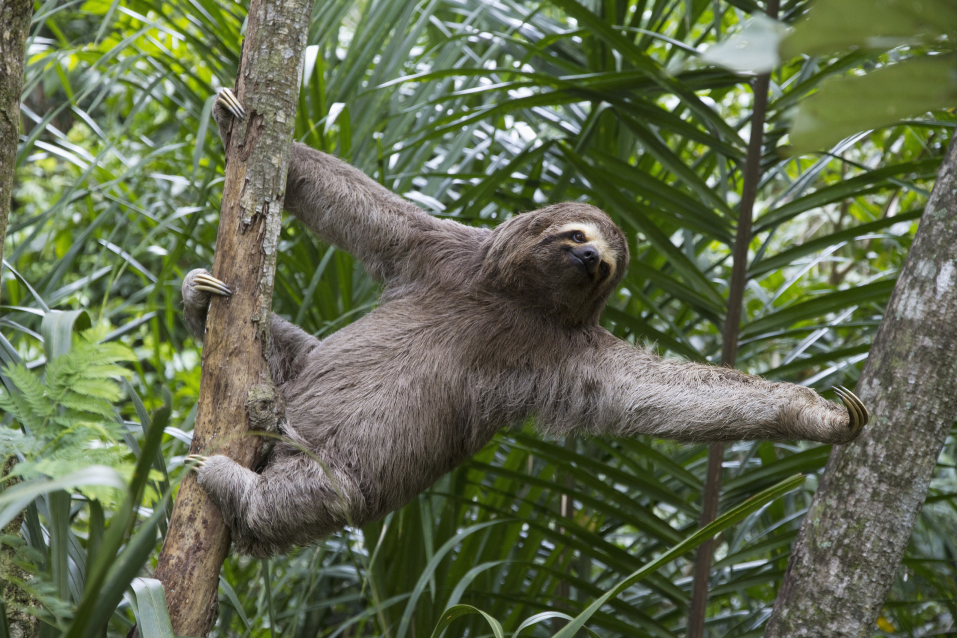 The real reason sloths are so slow