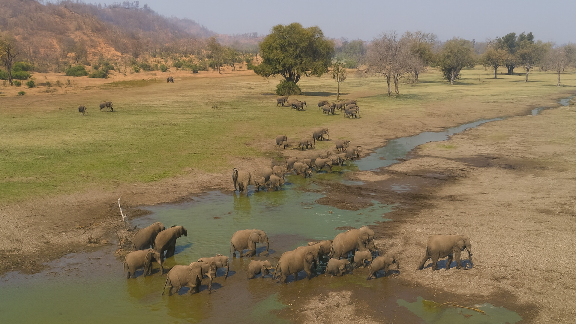 Do elephants always travel like this?