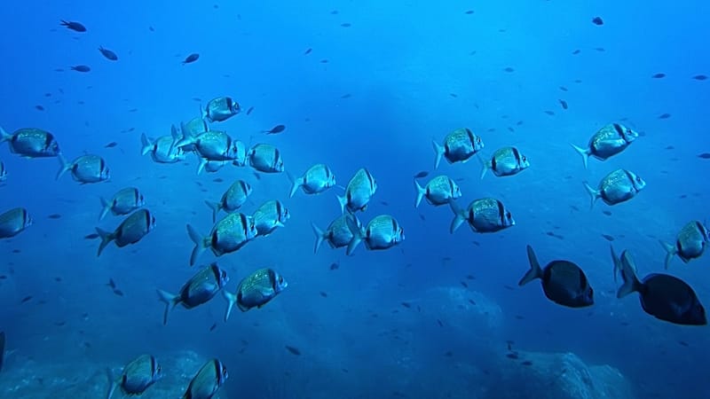 Deep-sea mining tests impact more than a third of seabed animals ...