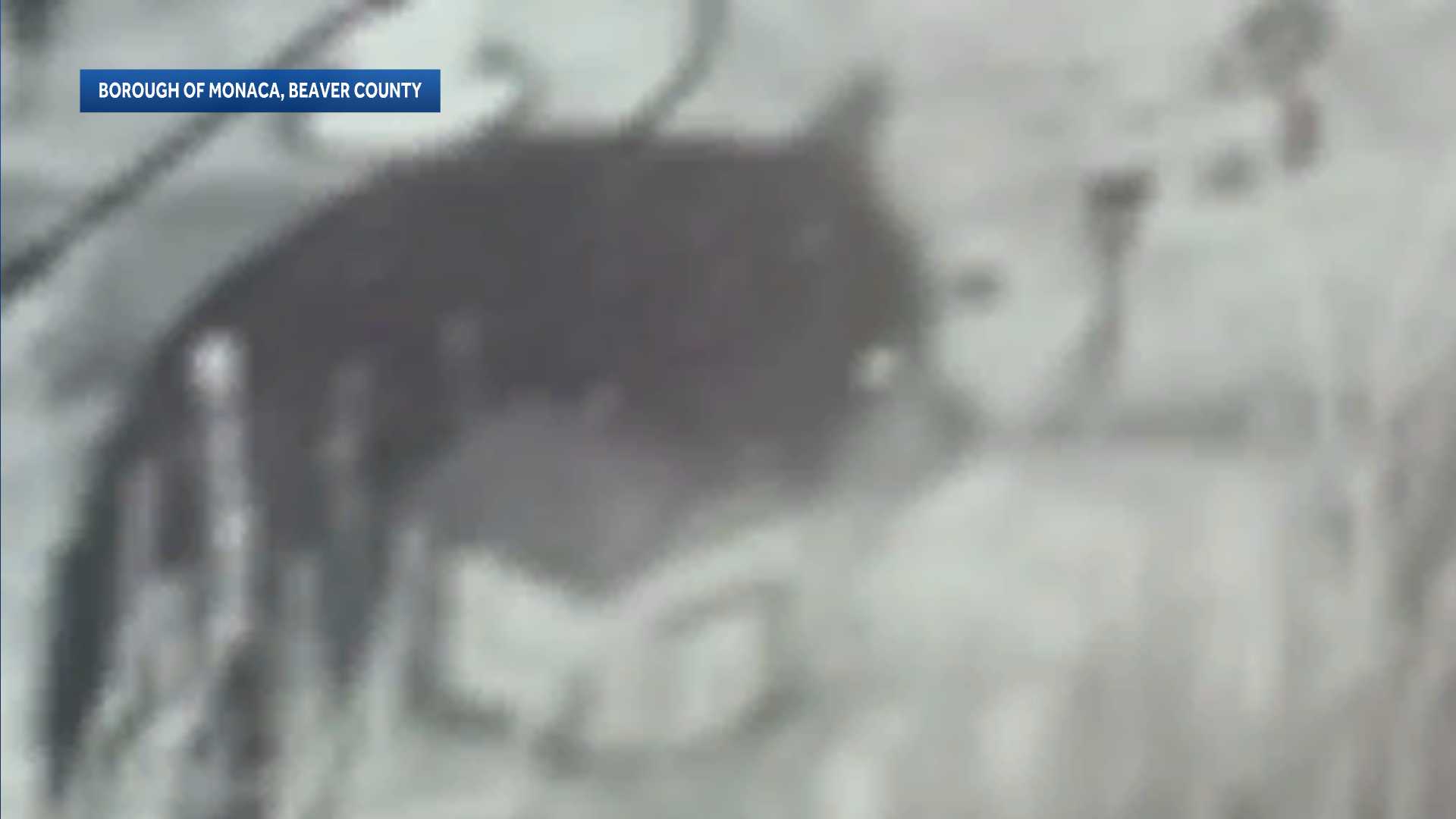 Black bear spotted in Monaca, Beaver County
