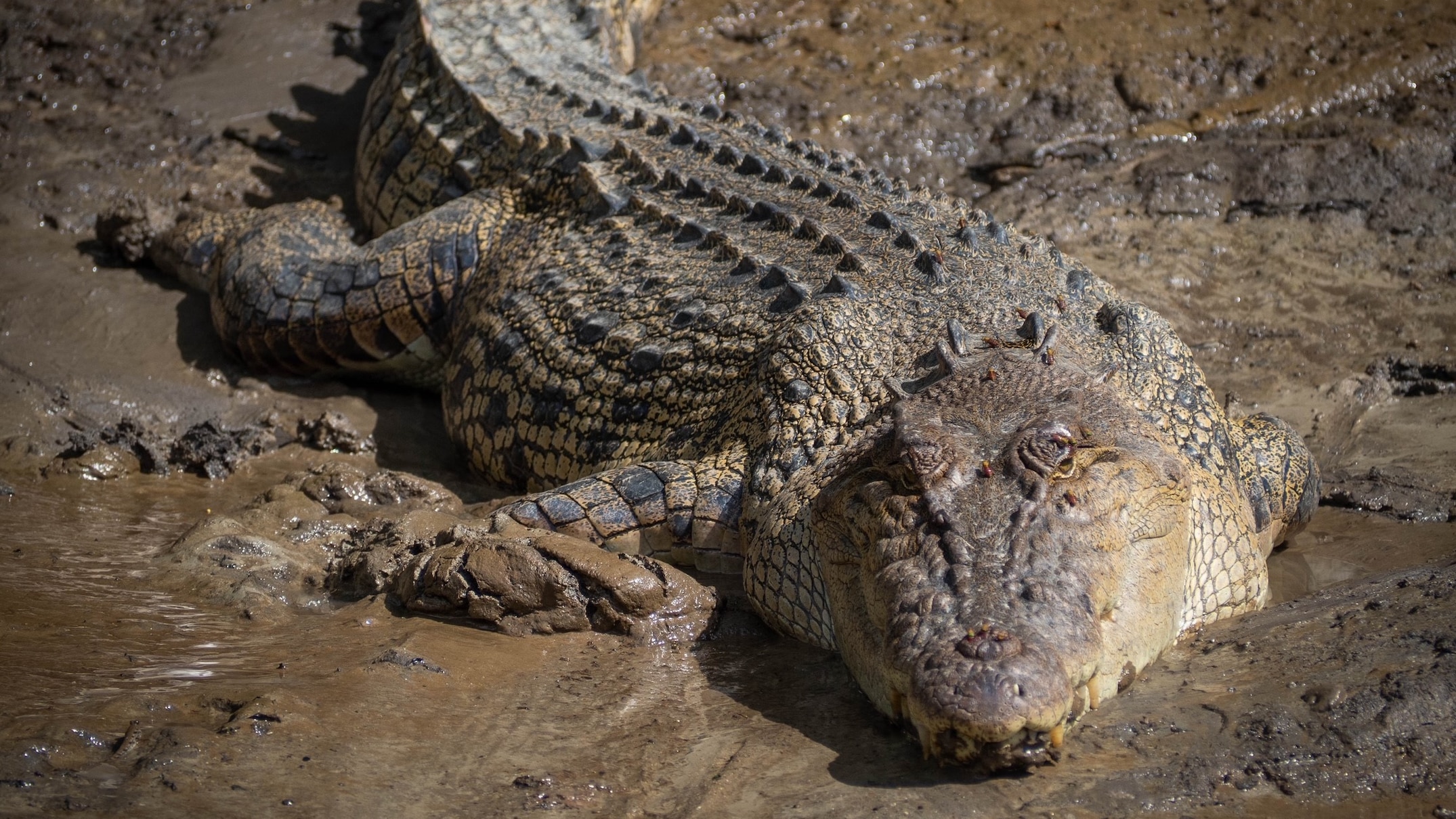 More crocodiles to be targeted for removal under expansion of ...
