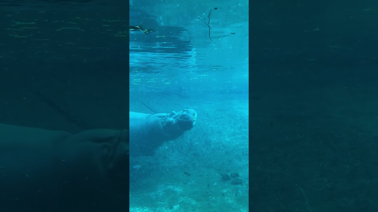Zoo visitors find calm in a Sunday zen moment