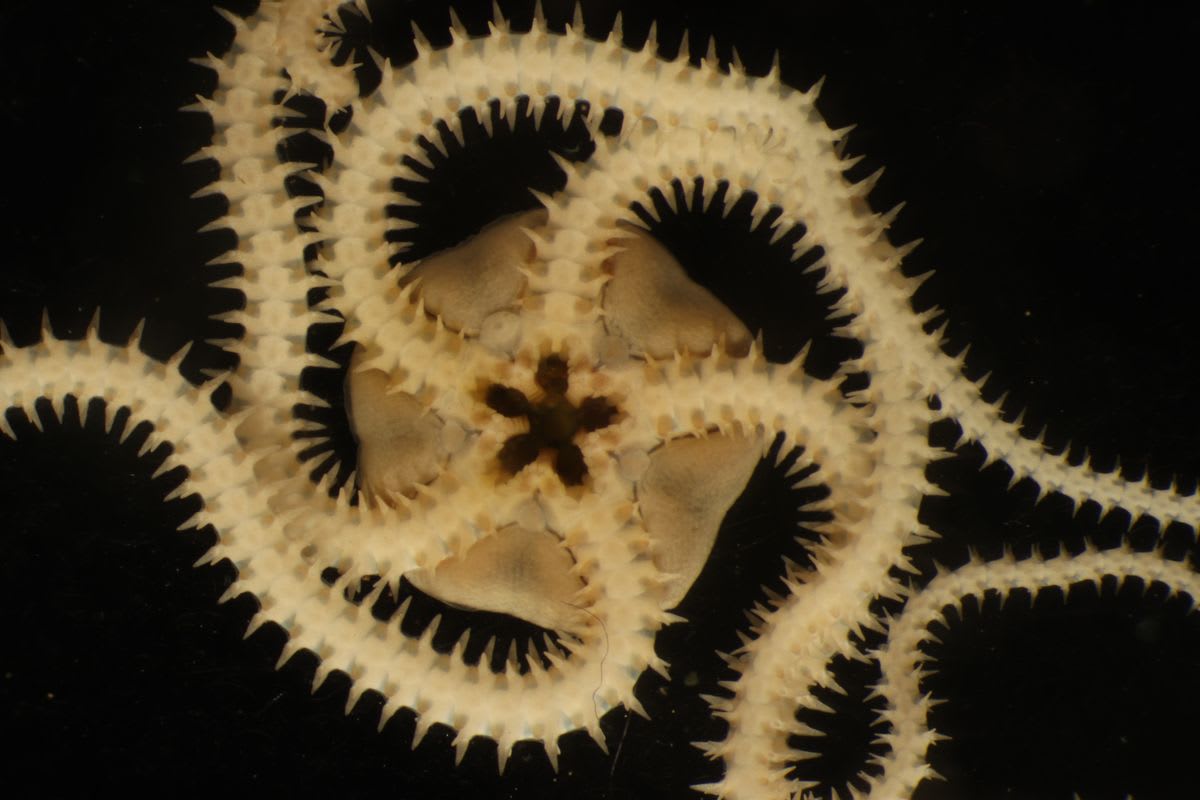 A deep-sea mining test carved up the seabed. Three years on, we're ...