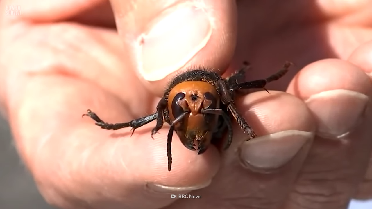 Was passiert, wenn dich eines von Asiens gefährlichsten Insekten erwischt?