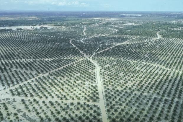 Pengamat: Era Prabowo Akhiri Penyalahgunaan Sumber Daya Alam