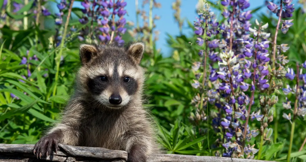 New Study Suggests That Raccoons Will Be The Next Animal To Be Domesticated