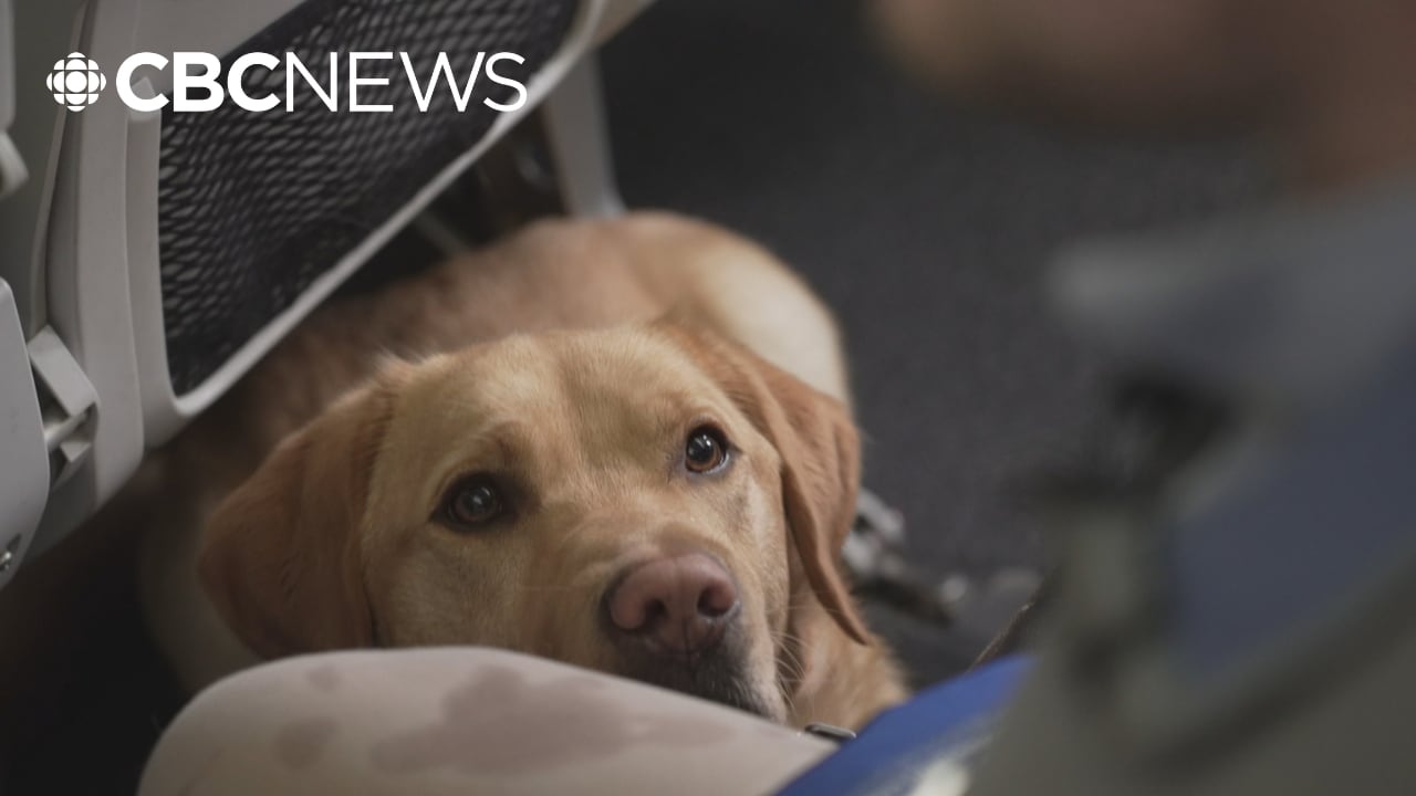 Pack of service dog trainees gets familiarized with planes and airports